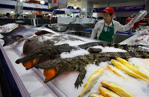 carne de cocodrilo como alimento