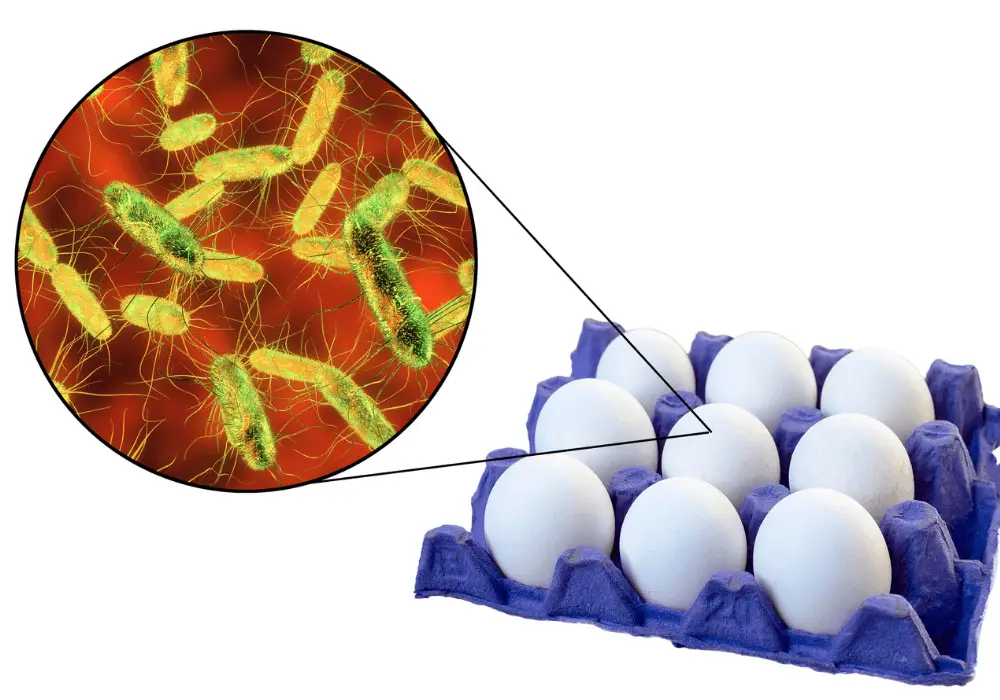 Salmonella en los huevos, los peligros biológicos